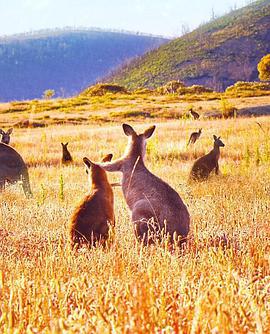 袋鼠谷 / Kangaroo Valley線上看