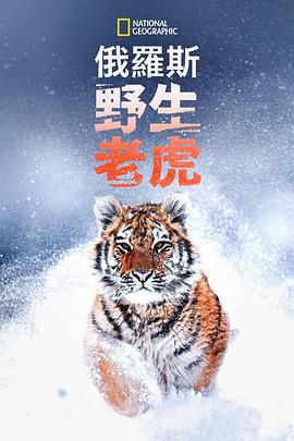 俄羅斯野生老虎 / Russia's Wild Tiger線上看