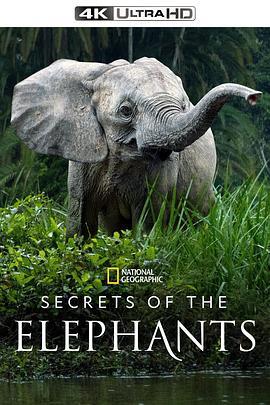 大象的秘密 第一季 / Secrets of the Elephants Season 1線上看