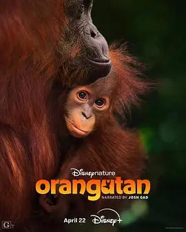 紅毛猩猩 / Orangutan線上看