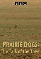自然世界 草原土撥鼠：語言大師 / Natural World: Prairie Dogs - Talk of the Town 線上看