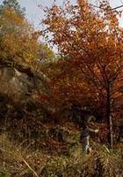 杜鵑花飛 線上看