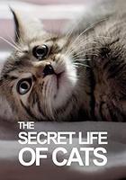 BBC地平線：貓的秘密生活 / Horizon: The Secret Life of the Cat 線上看