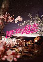 燃燒的青春 / 불타는 청춘 線上看