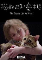 貓的秘密生活 / Secret Life of Cats 線上看