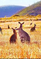 袋鼠谷 / Kangaroo Valley 線上看