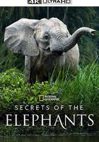 大象的秘密 第一季 / Secrets of the Elephants Season 1 線上看