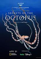 章魚的秘密 / Secrets of the Octopus 線上看