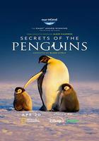 企鵝之謎 / Secrets of the Penguins 線上看