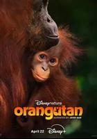 紅毛猩猩 線上看